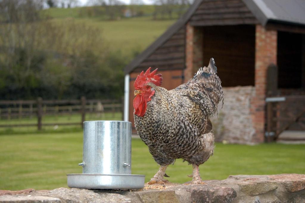 School Farm Bed & Breakfast Blagdon Cameră foto