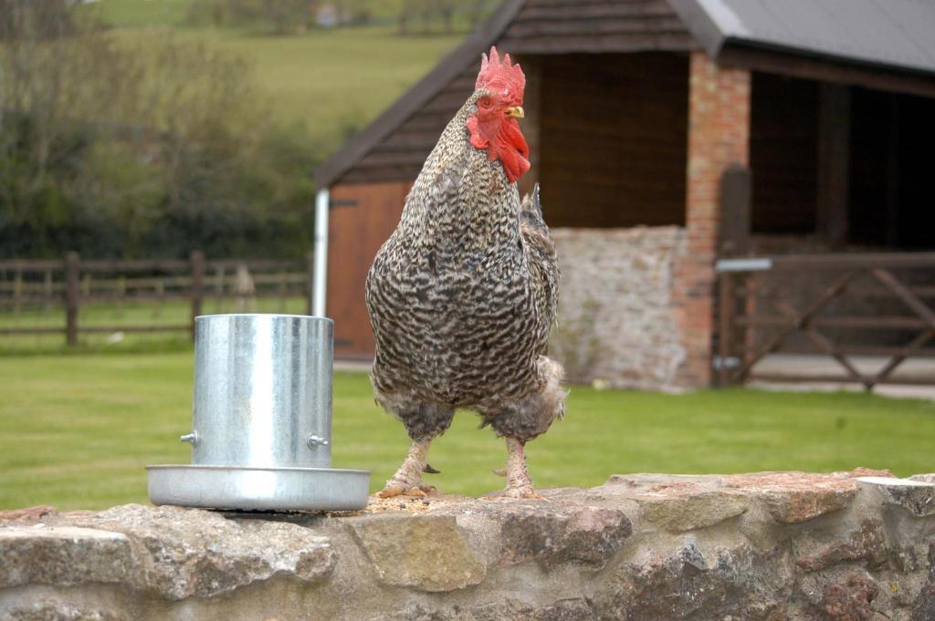 School Farm Bed & Breakfast Blagdon Exterior foto